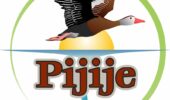 pijije